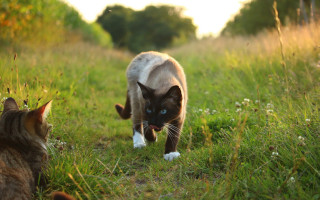 Cat grass animals blurry depthfield - another cat free wallpaper