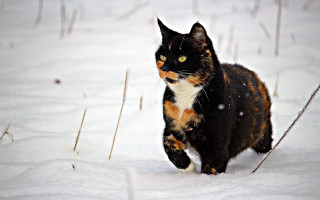 Curious black cat walking snow - winter time free wallpaper