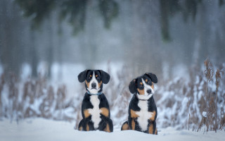 Two dogs snow trees bushes - one dog free wallpaper