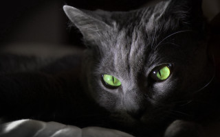 Black cat green eyes holography - a white blanket free wallpaper