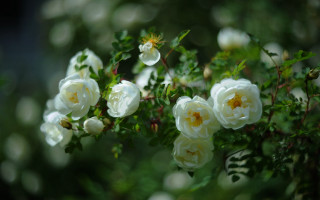 Bush white flowers green leaves - anne rigney free wallpaper
