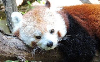 Red panda resting sad look - chang daichien free wallpaper for desktop