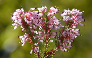 Pink flower macro cherry blossom - a pink flower free wallpaper