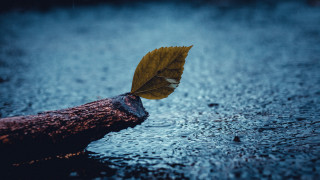 Floating leaf on log rainy - river free wallpaper