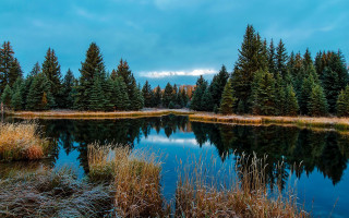 Lake pine trees grass blue - tall free wallpaper