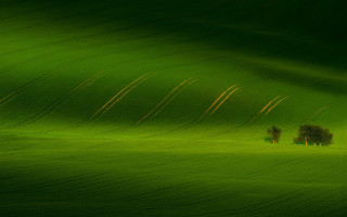 Green field trees light exposure - a long exposure of light free wallpaper