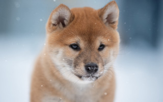 Small brown dog snow shiba - a small brown dog free wallpaper