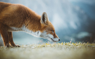 Fox sniffing grass weeds outdoors - the ground in a field of grass free wallpaper