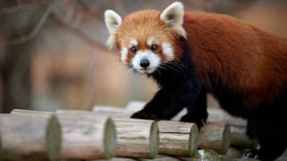 Red panda wooden fence blurry - a wooden fence free wallpaper for desktop