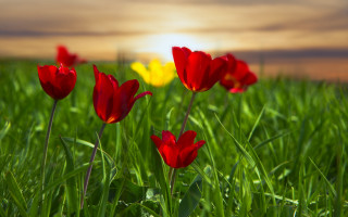Red flower field sunset butterfly - a few yellow flower free wallpaper