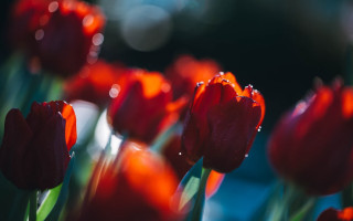 Red flowers water droplets macro 5 - red flower free wallpaper