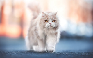 Fluffy white cat street blurry - a street free wallpaper for desktop