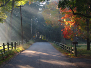 Road fence trees leaves light 2 - volumetric light free wallpaper for desktop