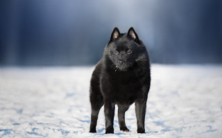 Black dog snow moon eyes - a black dog free wallpaper