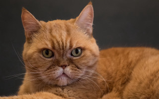 Sad cat laying table black - a table top free wallpaper