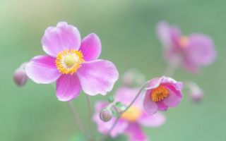 Pink flower yellow center macro - a yellow center free wallpaper