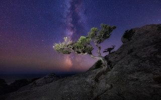 Tree hill milky way star - the background and a star free wallpaper