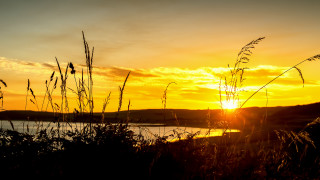 Sunset water plant sky horizon - a few plant free wallpaper