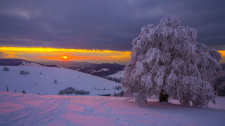 Snowy tree sunset mountains citylights - hill free wallpaper
