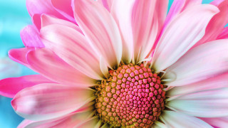 Pink white flower blue background - macro photography free wallpaper