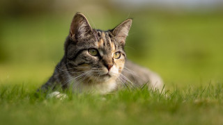 Sad cat in grass tiltshift - sad free wallpaper