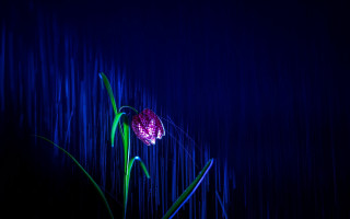 Flower lit blue rain star - vertical free wallpaper