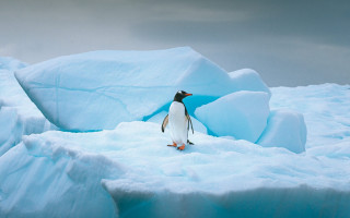 Penguin iceberg ocean cloudy sky - a penguin free wallpaper for desktop