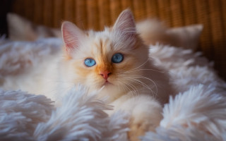White kitten blue eyes fluffy - fluffy free wallpaper