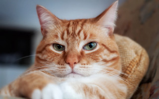 Sad white cat blue eyes - a chair free wallpaper