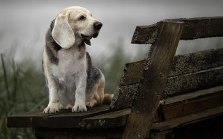 Dog bench grass cloudy sky - grass free wallpaper