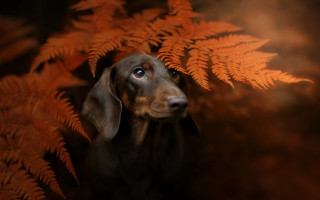 Dog plant blurry photorealistic fire - elke vogelsang free wallpaper