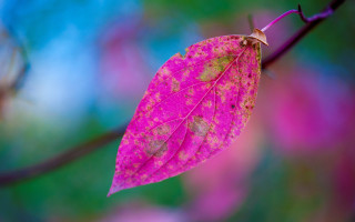 Pink leaf brown spots purple - neofauvism free wallpaper