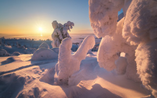 Snow covered sunset trees ice - landscape free wallpaper