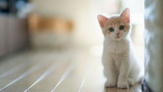 Small white kitten wooden floor 2 - tiny free wallpaper for desktop