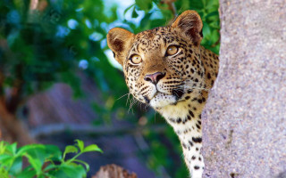 Leopard peeking behind tree zoo - a leopard free wallpaper for desktop