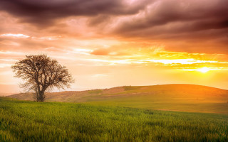 Lone tree sunset clouds field - a lone tree in a field free wallpaper for desktop