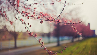 Pink cherry blossom tree road - a building in the background free wallpaper for desktop