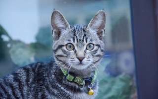 Cat collar window plant animal - frame free wallpaper