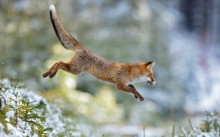 Fox jumping snowy forest award - a fox free wallpaper for desktop