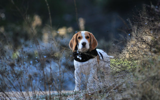 Beagle field black collar tilt - a black collar free wallpaper