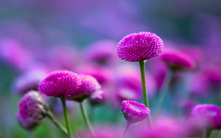 Purple flower bokeh background microscopic - a green field in the background free wallpaper