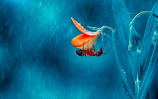 Red blue butterfly blue flower - drop of water free wallpaper