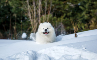 White dog running snow woods - a white dog free wallpaper for desktop