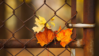 Leaves fence chain rust fire - stuckism free wallpaper