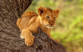 Lion cub tree curious look - his face and chest free wallpaper