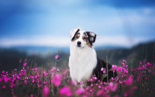 Dog flower field clouds sky - elke vogelsang free wallpaper