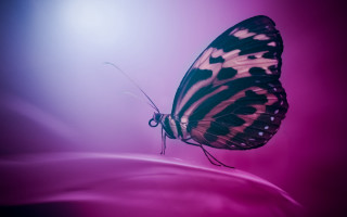 Butterfly black white wings pink - a butterfly free wallpaper for desktop
