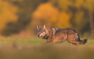 Wolf field trees sunset motion - a yellow sky in the background free wallpaper