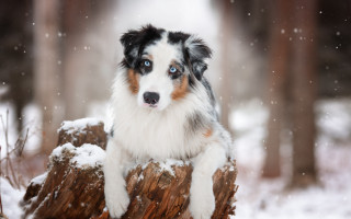 Dog sitting log snow trees - in the snow free wallpaper
