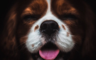 Dog open mouth tongue out 2 - its mouth open free wallpaper for desktop